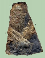 Dalmanitina socialis (Emmrich, 1839), 1. - 80 mm, 2. - 75 mm, 3. - 45 mm, Beroun - letenské souvrství (st. beroun)